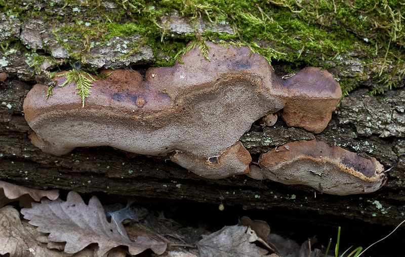 Phellinus robustus